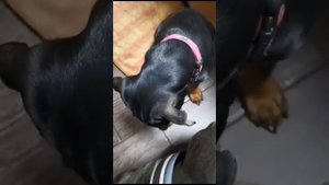 Кто же сгрыз стену?