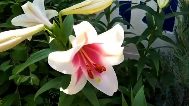 (Диск №57) - Огромные цветки лилии подарок от Матери Божией Архимандриту Рафаилу смотреть онлайн