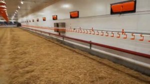 #Обзор оборудования для выращивания бройлеров #agro #бройлер #бройлеры
