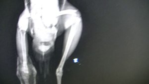 Снятие лангеты у птенца Сойки с переломом голени, через 14 дней..mp4