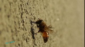 Путешествие в Мир Насекомых - Пчела