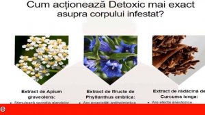 Detoxic Pret Catena