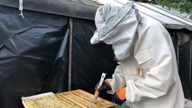 Осмотр семьи пчел в июле смотреть онлайн