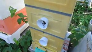 улей Кука, который становится все больше популярным среди пчеловодов - часть 3 - уход от роения