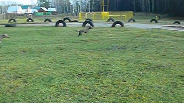 Щенки ксоло и уиппеты гуляют смотреть онлайн