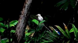 Редкие и Удивительные Животные Альбиносы