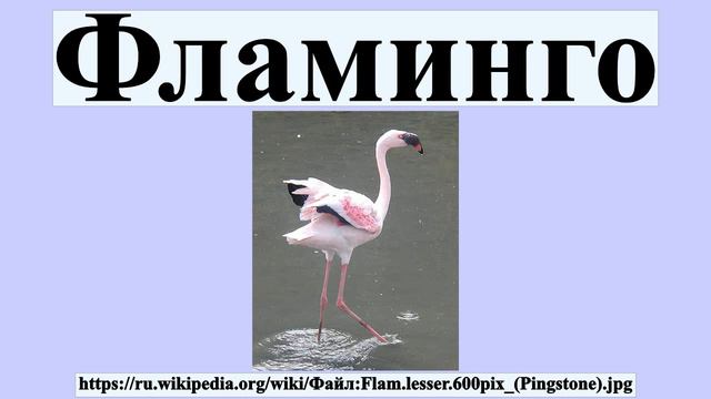 Фламинго