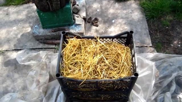 Как ПРОРАСЛА КАРТОШКА В ЯЩИКАХ С СОЛОМОЙ смотреть онлайн