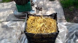 Как ПРОРАСЛА КАРТОШКА В ЯЩИКАХ С СОЛОМОЙ