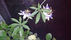 Маракуйя в домашних условиях. Пассифлора Кавалерская звезда.