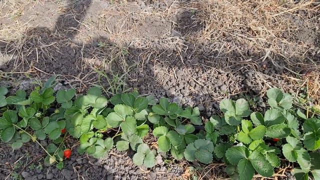 Клубника сорт Вивара высадили в Июле 2023 года смотреть онлайн