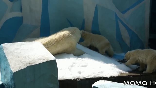 Кай с новой игрушкой, Герда купается в снегу, а медвежата плавают. смотреть онлайн