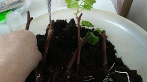 Окоренение черенков винограда в кокосовом субстрате._Rooting of grape cuttings.mp4