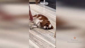 Собачка Ксении Бородиной Берти заболел!!