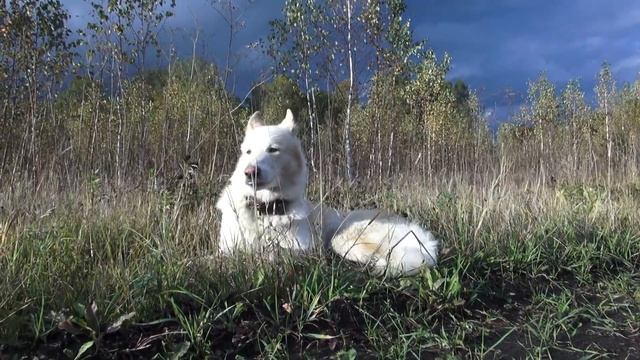 Фотогеничная собака Лайка