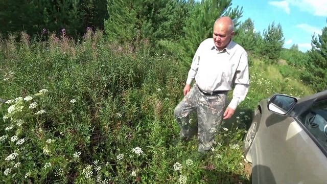 Поехали за грибами. Пивзавод в Щербаковке. Сухие и сырые грузди. Собрали весь крыжовник и смородину