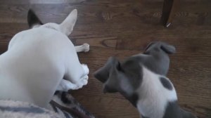 Mini Bull Terrier & Italian Greyhound - the IG being a quick bone thief !