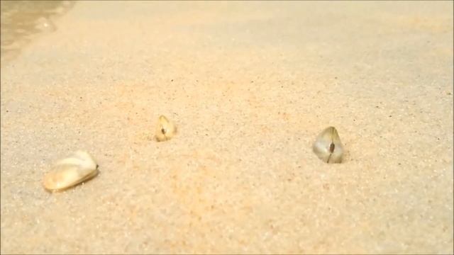 Как ракушки зарываются в песок смотреть онлайн
