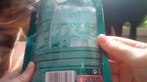 Обзор на корм для кошек/PURINA ONE