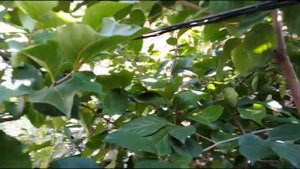 Хурма из косточки август 2021