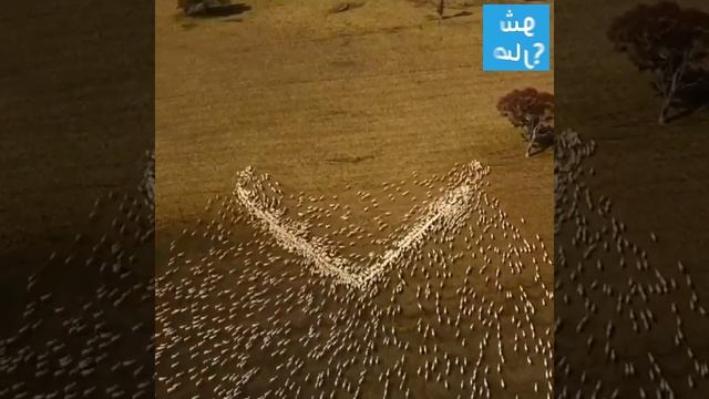 بسبب قيود 
