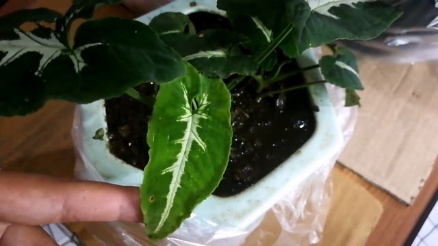 SYNGONIUM CARE TIPS AND PROPAGATION