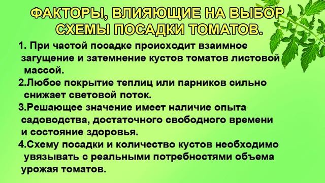 Томаты  Выбор схемы посадки  Начинающим