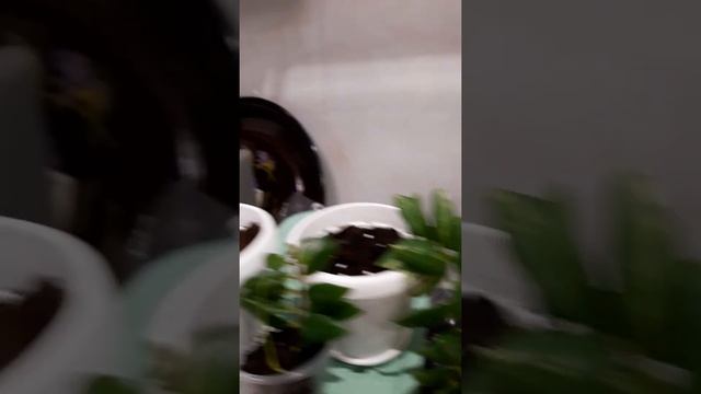 размножение эсхинантуса смотреть онлайн