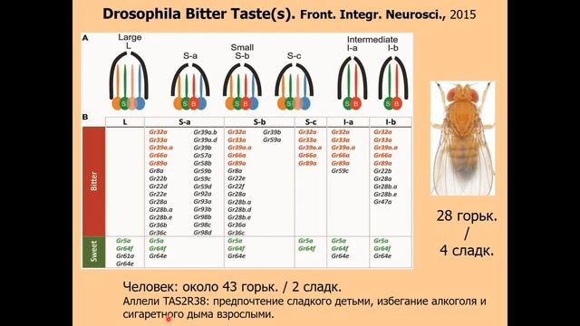 Дубынин В. А. - Физиология сенсорных и двигательных систем -Обонятельная система. Вкусовые рецептор