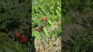 Черешня Світ Фрут Фул (cherries Sweet Fruitful) Самоплідний та швидкостиглий сорт. Сигналки
