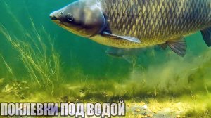 Рыбалка под водой! ПОКЛЕВКИ ГИГАНТСКИХ РЫБ ПОД ВОДОЙ Амур, Сом, Сазан, Карп, Лещ, Линь