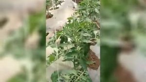 Львович F1 - Суперранний томат от Global Seeds!