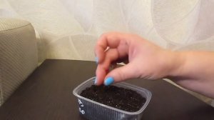 Посев клеомы.11.03.2019