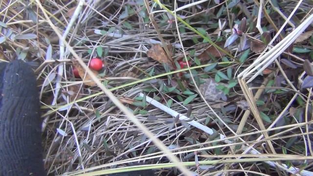 Сибирь, тайга, болото. О том где искать ягоду клюкву. Комбайн, совок для сбора клюквы. смотреть онлайн