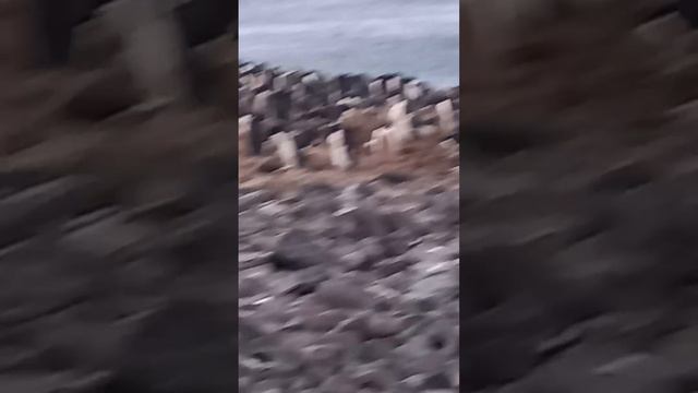 antartida смотреть онлайн