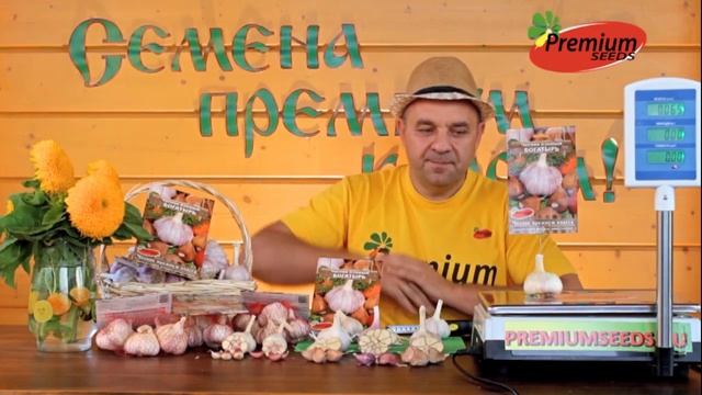 Чеснок озимый  Богатырь! Самый лучший озимый чеснок!
