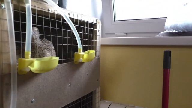 Клетка для ПЕРЕПЕЛОВ СВОИМИ РУКАМИ . Селадоны и маньчжуры! смотреть онлайн