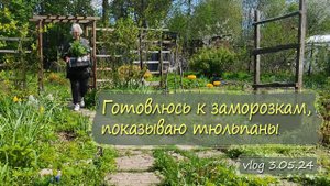 Показываю тюльпаны, готовлюсь к ночным заморозкам | Дача как есть Vlog 3.05.2024