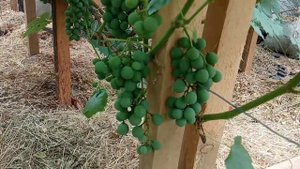Виноград Супага и Циравас Аграа