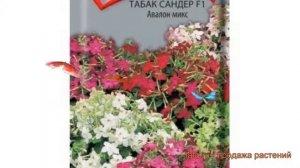 Табак обыкновенный Сандер Авалон микс ? обзор: как сажать, семена табака Сандер Авалон микс