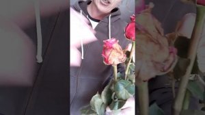 Как хранить срезанные цветы. Эксперимент.