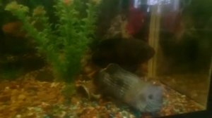 Рыбки Акара самец и самец Астронотус. Fish Akara male and male Astronotus