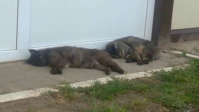 Котам снятся сны на оживленной улице смотреть онлайн