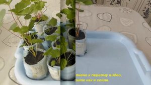 10. На Ямале. Из замороженных ягод клубники обзор рассады на 15.05.2018