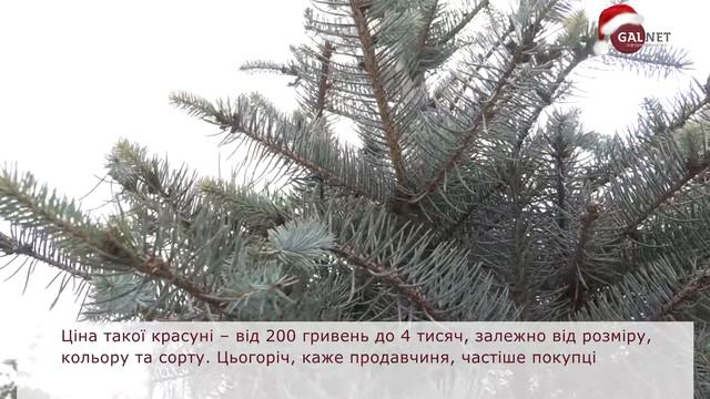 Як правильно обрати та доглядати за ялинкою в горщику