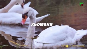 МУРАД ДУДАРОВ - ХЬОМЕНИГ (LYRICS)