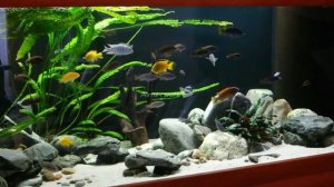 Как я лечила гексамитоз в аквариуме за три дня