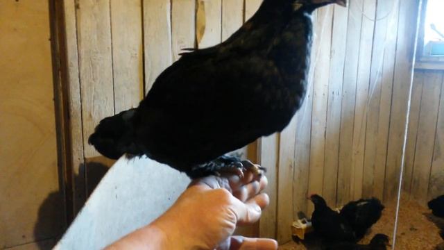 Мараны , Леггорны В 33 , Билефельдеры , 1,5 месяца смотреть онлайн