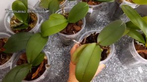 Бурный рост орхидей подростков 1.7!