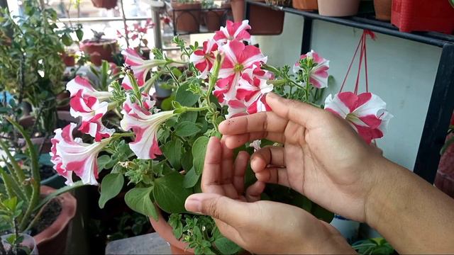 Get Rid of Pests on Plants// Beneficial Plants for Home Garden смотреть онлайн